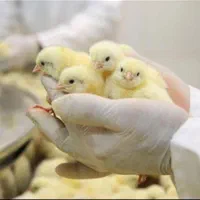 بلدرچین وبلک وکاکلی پامشکی جوجه گوشتی