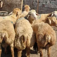 گوسفند چاق وچله قبراق تعاونی بشرط نصف گوشت|حیوانات مزرعه|مشهد, نوید|دیوار