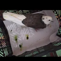 ماده گم کردم روز شنبه
