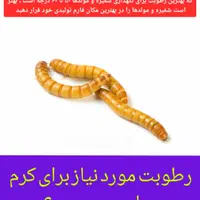 تولید میلورم|خزنده|کرمان, |دیوار