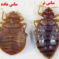 سمپاشی کلاسیک|خدمات نظافت|اسلام‌شهر, باغ فیض|دیوار