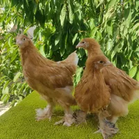 جوجه نیمچه برهما