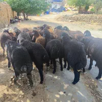 زنده. قپان فروشی. دام زنده گوسفند ،جهت قربونی،|حیوانات مزرعه|تهران, گلستان (شهرک راه آهن)|دیوار