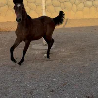 کره اسب شجره دار