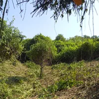 هرس زمین و باغ با دستگاه|خدمات باغبانی و درختکاری|رودسر, |دیوار