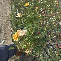 گل رز|گل و گیاه طبیعی|کرج, ملک‌آباد|دیوار