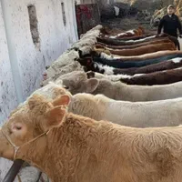 عمده و تک فروشی سمینتال|حیوانات مزرعه|شیراز, فخرآباد (دروازه کازرون)|دیوار