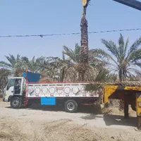 تضمین۱سال درخت نخل خرما ۵۰۰۰|خدمات باغبانی و درختکاری|اهواز, کوی ملی راه|دیوار