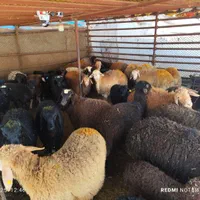 گوسفند زنده.به تمام نقاط تهران...|حیوانات مزرعه|تهران, جیحون|دیوار