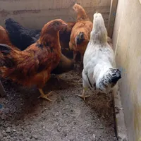 جوجه فریح نیمچه مرغ خروس ۴ماهه