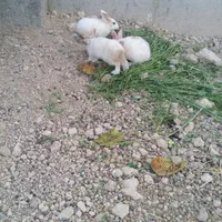 خرگوش ..خرگوش