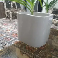 سلام ، گل آپارتمانی جوان خاک برگ و گلدان سرامیکی|گل و گیاه طبیعی|فولادشهر, مسکن مهر فولادشهر|دیوار
