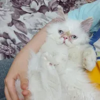 بچه گربه پرشین سفید چشم آبی