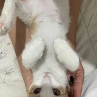 بچه گربه بازیگوش