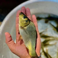 کپور طلایی آمور لهستانی مناسب استخر کشاورزی