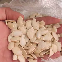 تخمه کدو درشت و تازه|خوردنی و آشامیدنی|اصفهان, دشتستان|دیوار