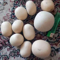 سنگ اسیاب