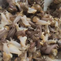 حلزون آلبینو