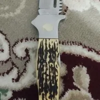 فقط معاوضه با کبوتر طوقی