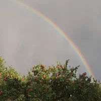 فروش باغ سیب ۱۱۰ من محلی، مناسب برای سرمایه گذاری