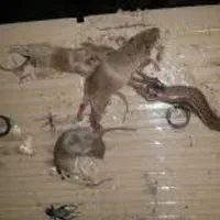 سمپاشی حشرات سوسک ساس موریانه موش کنه سم پاشی|خدمات نظافت|مشهد, طلاب|دیوار