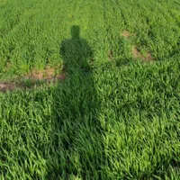 نیم هکتار زمین آبی کشاورزی روستای همیانک|فروش دفتر صنعتی، کشاورزی، تجاری|کنگاور, |دیوار