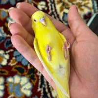 گمشده (مرغ عشق)