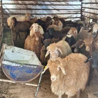 گوسفند عقیقه زنده مراسمات پلاکدار بهداشتی|حیوانات مزرعه|کرج, ساسانی (قلمستان)|دیوار
