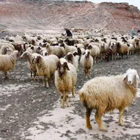 دام‌کشتاری مناسب عقیقه تولدنوزاد قربانی|حیوانات مزرعه|تهران, مشیریه|دیوار