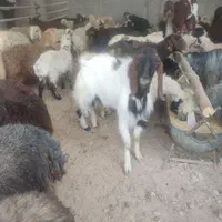 فروش گوسفند زنده بره بز با قصاب نذری شبانه روزی|حیوانات مزرعه|اصفهان, ملک‌شهر|دیوار