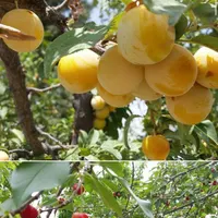 باغچه۴۱۰متر. کردان. تهراندشت. نمکلان