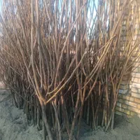 نهال چنار صنوبر و انواع میوه|خدمات باغبانی و درختکاری|خلخال, |دیوار