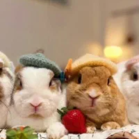 کلینیک تخصصی خرگوش خوکچه همستر کارتکس سلامت
