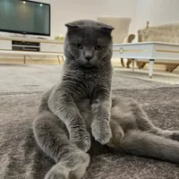گربه