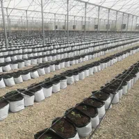 خاک ارگانیک باغچه گلخانه روف گاردن