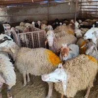 همه وزنه دام همه نژاد زنده مغان افشاری کردستانی|حیوانات مزرعه|تهران, نیروی هوایی (پیروزی)|دیوار