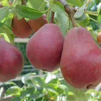 کلیه نهال های روز دنیا گلدانی سیب خونی الو‌خونی و.|خدمات باغبانی و درختکاری|اصفهان, پرتمان|دیوار