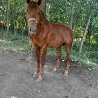 فروش نریان ومادیان با کره اسب نریان