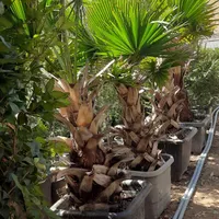 نهال میوه درخت گل چنار سرو کاج بادام لاوسون زیتون|خدمات باغبانی و درختکاری|شیراز, رکن‌آباد|دیوار