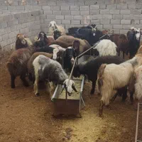 گوسفند عید قربان بره کره چپش قوچ نری بز میش|حیوانات مزرعه|کرمان, |دیوار