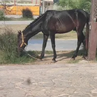 فروش اسب