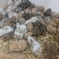 همستر|موش و خرگوش|اصفهان, ملک‌شهر|دیوار