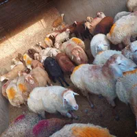 گوسفند زنده تمام نقاط