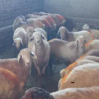 گوسفند زنده دام شکم خالی و پرگوشت حاج سعید|حیوانات مزرعه|کرج, برغان|دیوار