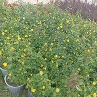 گل رزعطری.رزهلندی. نسترن سفید. هفت رنگ. ساناز|گل و گیاه طبیعی|کرج, ملک‌آباد|دیوار