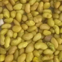 بذر یونجه محلی اصلااح شده بوجاری بمی تضمینی بم|خدمات باغبانی و درختکاری|بم, |دیوار