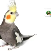 گمشده
