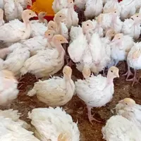 جوجه بوقلمون بیوتی 6|حیوانات مزرعه|همدان, |دیوار