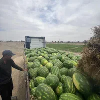 خریدار تره‌بار سردرختی زردآلو گیلاس میوه گوجه خیار|خدمات باغبانی و درختکاری|تهران, شهرک شریعتی|دیوار