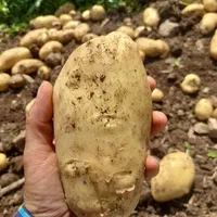 سیبآگریایبدونقندآگریا